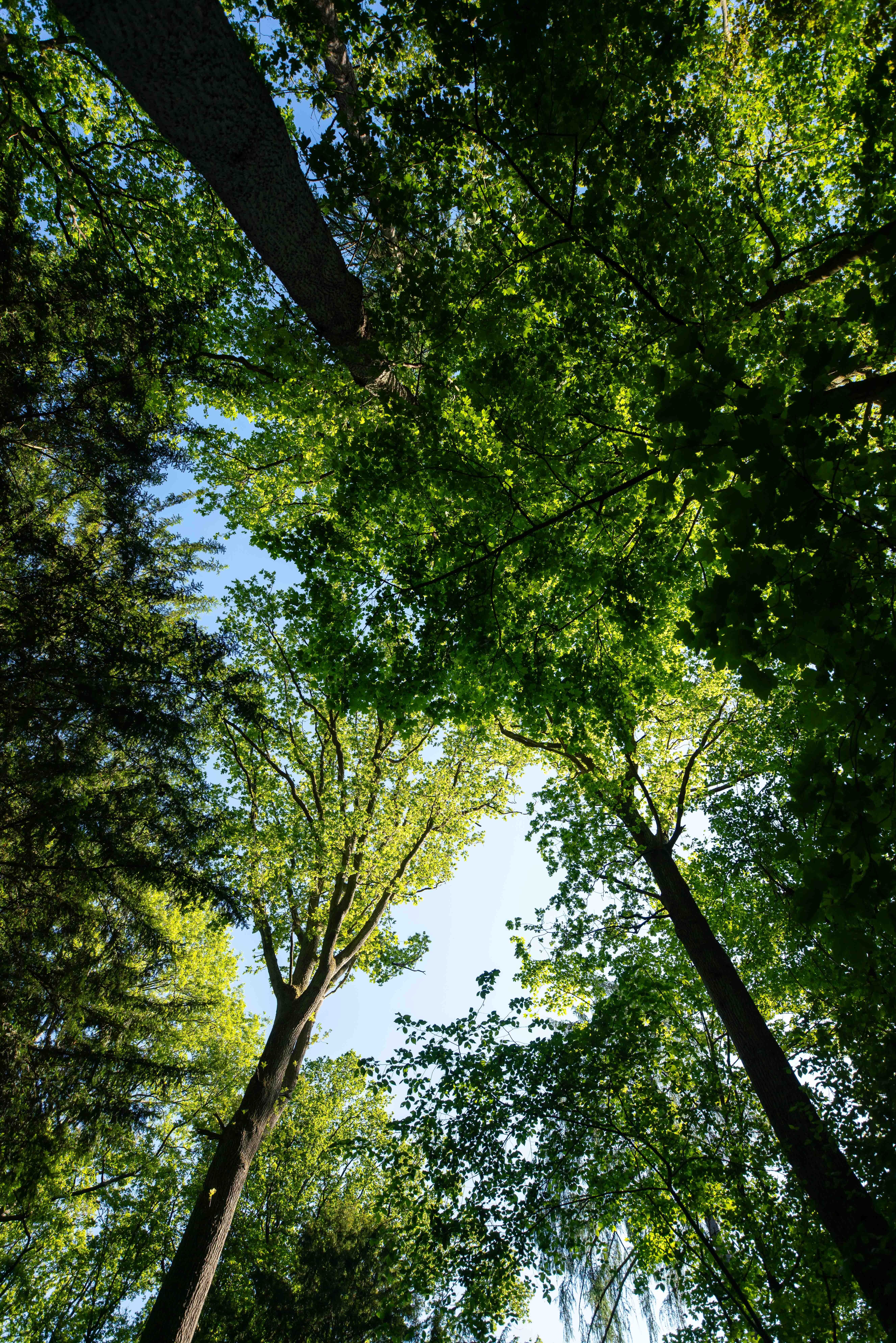 Donation Royale Arboretum Tervuren Ph F Raevens 0325